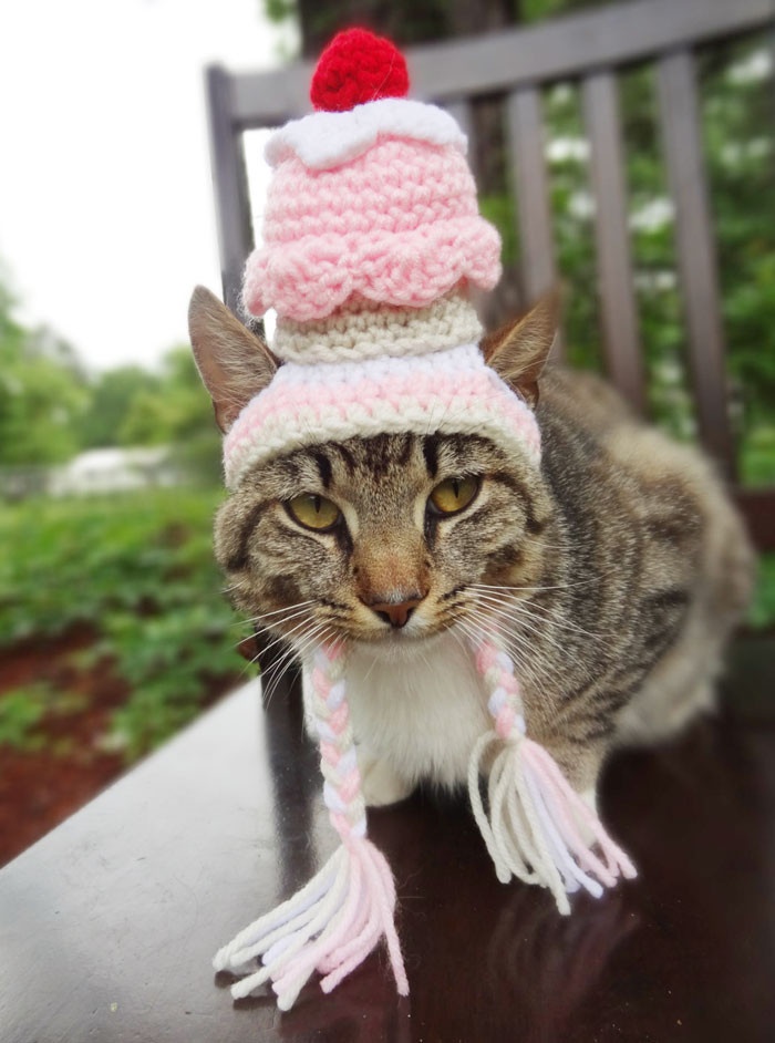 Забавные вязаные шапочки для животных (20 фото)