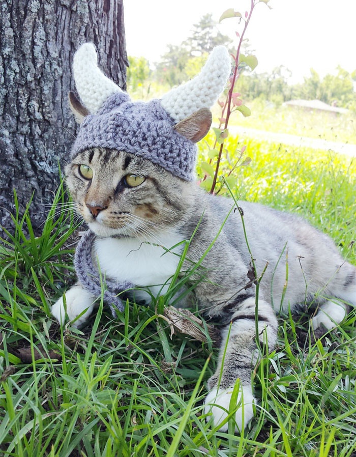 Забавные вязаные шапочки для животных (20 фото)