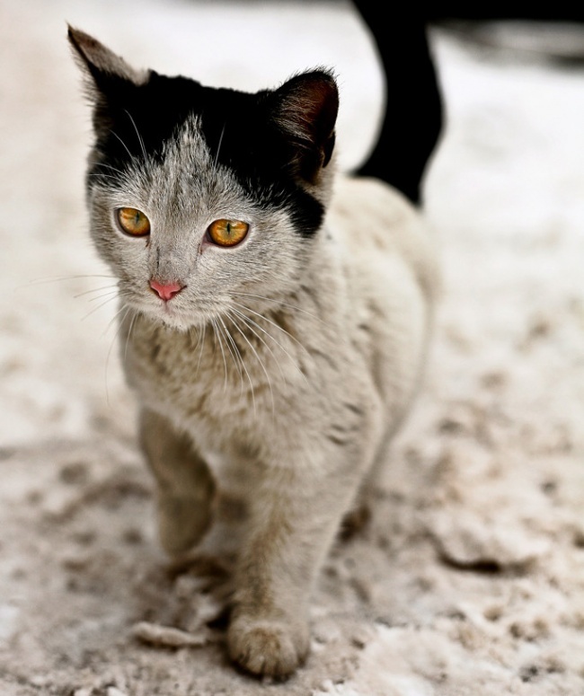 Кошки с необычным окрасом (13 фото)