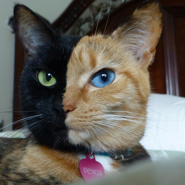 Кошки с необычным окрасом (13 фото)