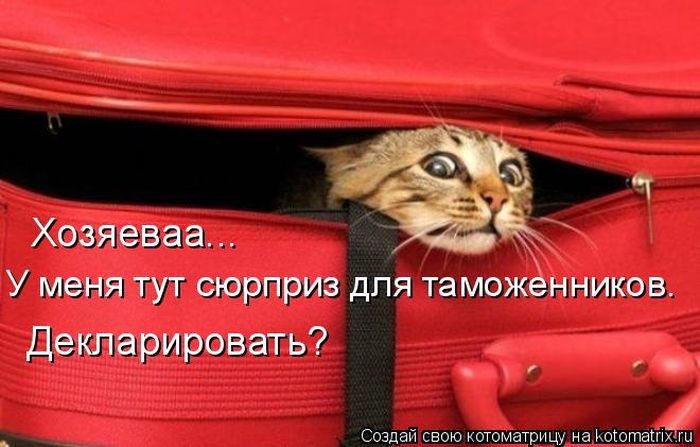 Котоматрица (50 фото)