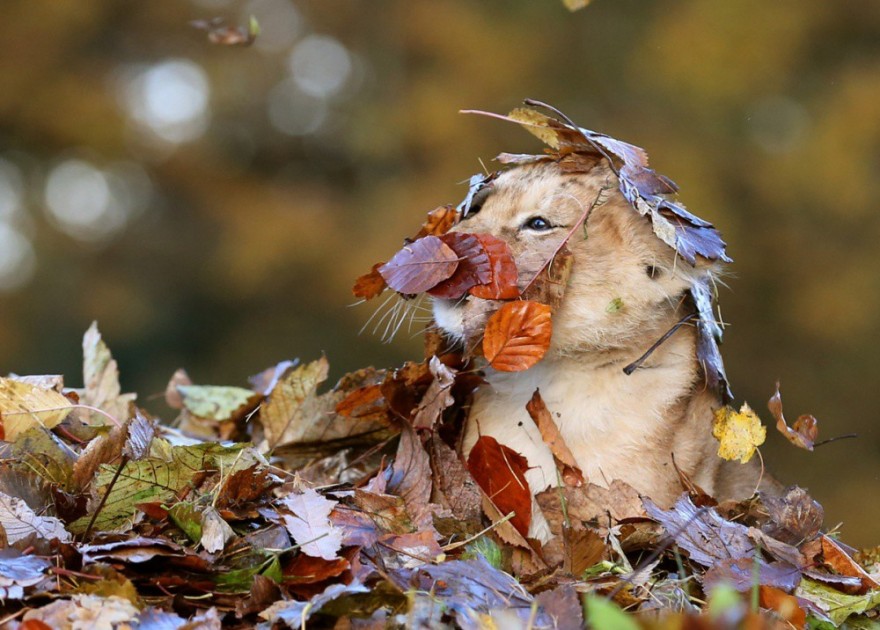 Осень в красочных фотографиях