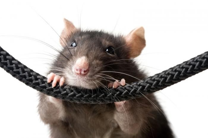 Любопытные факты о крысах (6 фото)