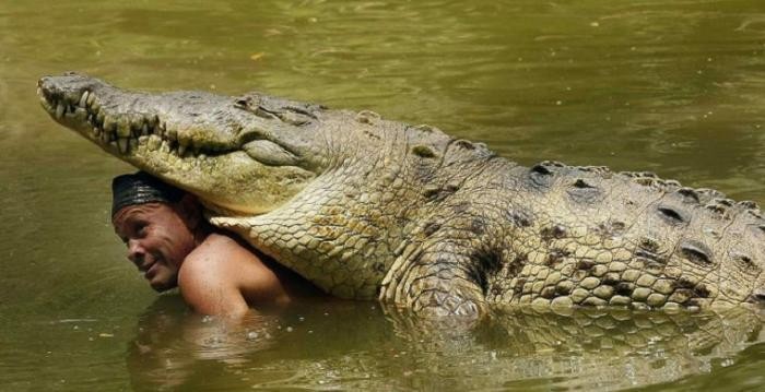 Крокодиловое шоу в Таиланде (8 фото)