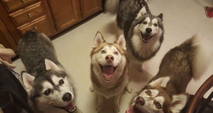 Подборка прикольных картинок (99 фото)