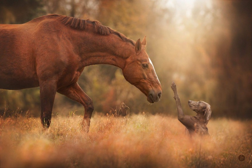 Необыкновенные фотографии лошадей