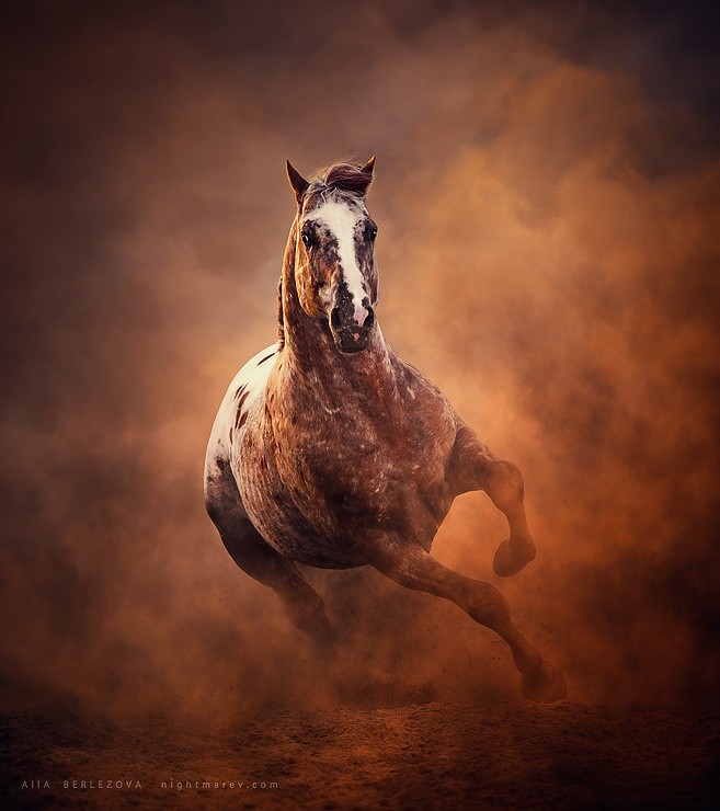 Необыкновенные фотографии лошадей