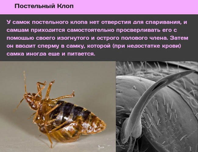 Животные и насекомые со странным сексуальным поведением (10 фото)