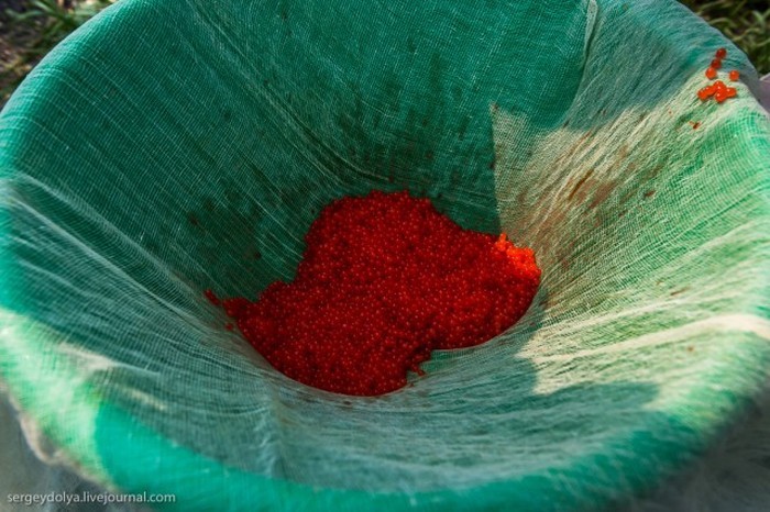 Процесс приготовления красной икры-пятиминутки (20 фото)