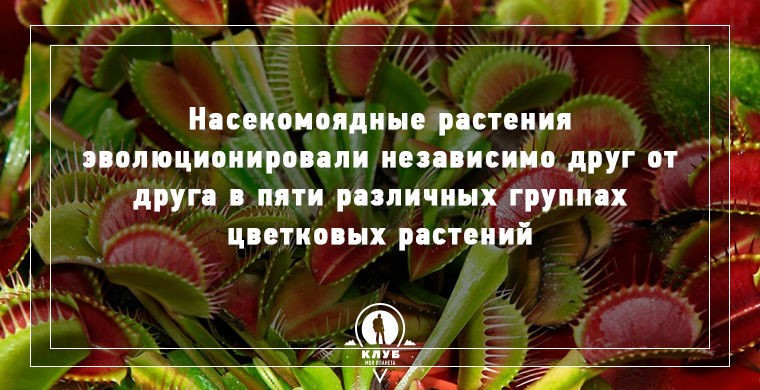 Несколько фактов о плотоядных растениях (9 фото)