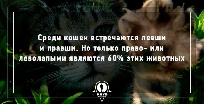 10 фактов о кошках