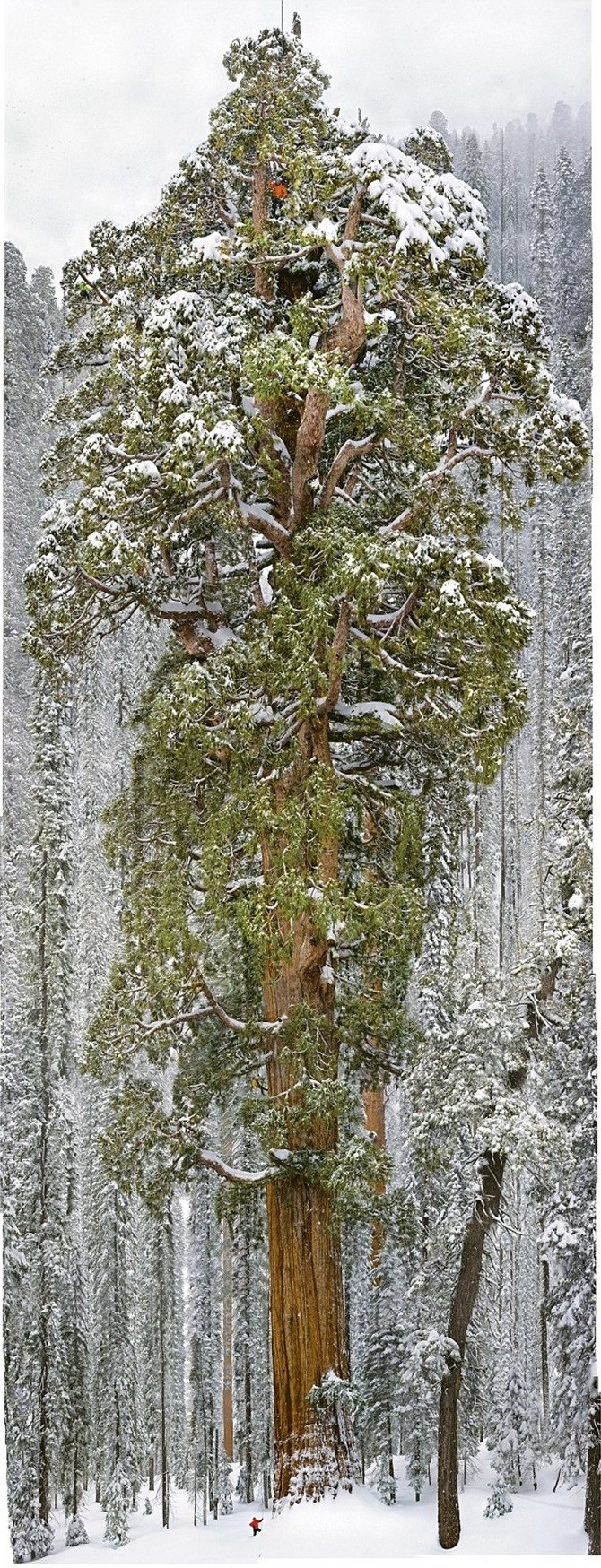 Громадное дерево, которое смогли заснять целиком за 32 дня