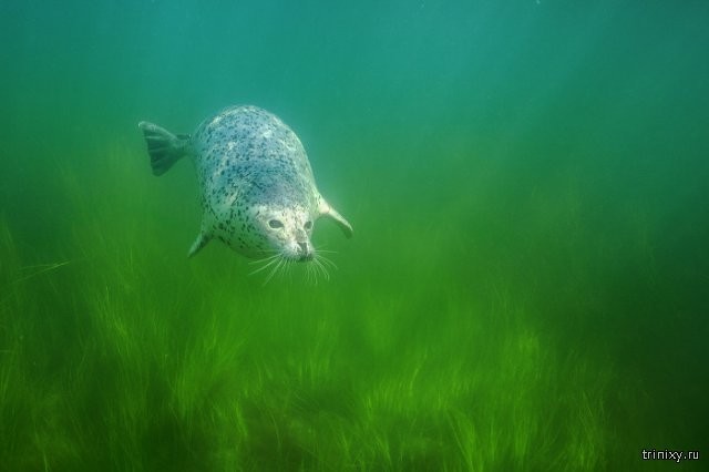 Лучшие фотографии из категории Подводный мир (9 фото)