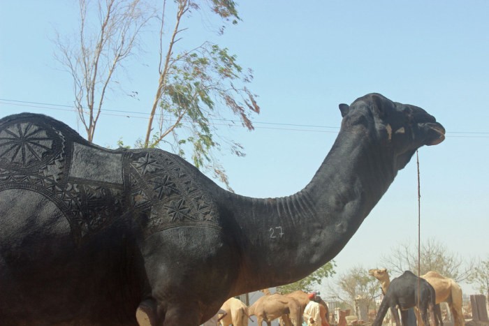 Стрижка верблюдов в Пакестане (7 фото)