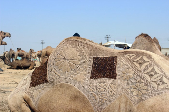 Стрижка верблюдов в Пакестане (7 фото)