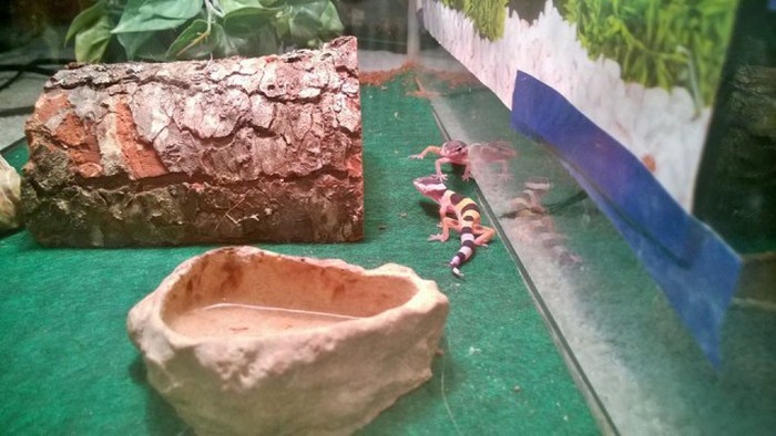 Парень вырастил детенышей ящерицы геккона (14 фото)