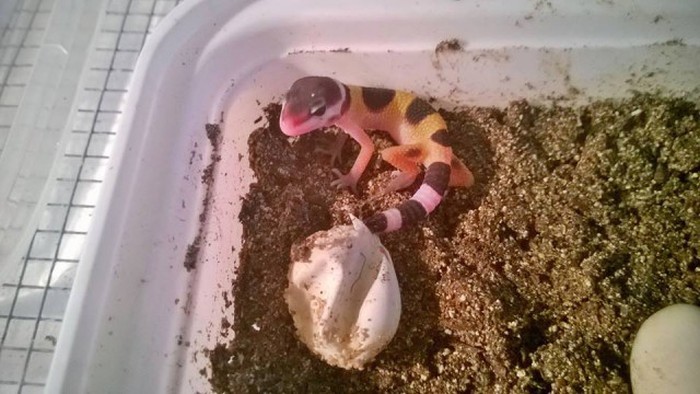 Парень вырастил детенышей ящерицы геккона (14 фото)