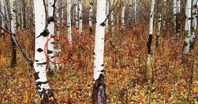 Весь мир шокирован тем, что же ученые обнаружили в чернобыльском лесу! (7 фото)