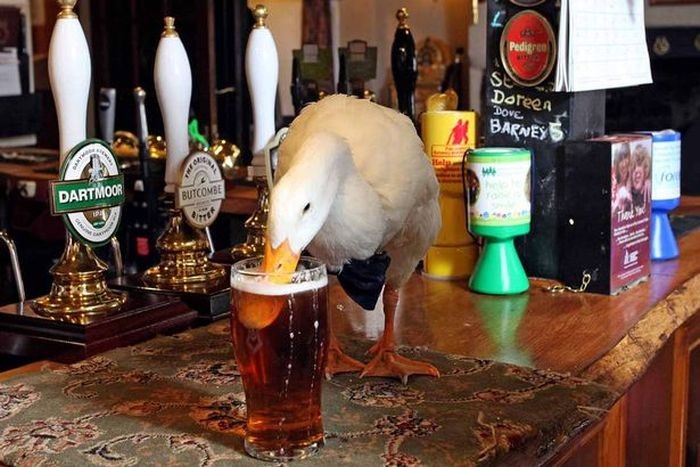 Утка, которая любит пиво, стала талисманом британского паба