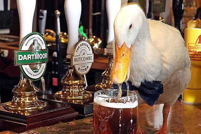Утка, которая любит пиво, стала талисманом британского паба