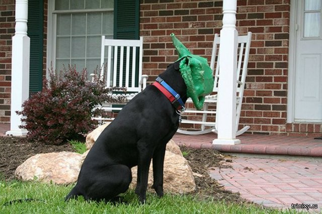 Забавные фото о неудачах собак (26 фото)