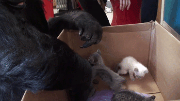 Воспитание котят поручили горилле по кличке Коко (7 фото)