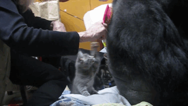 Воспитание котят поручили горилле по кличке Коко (7 фото)