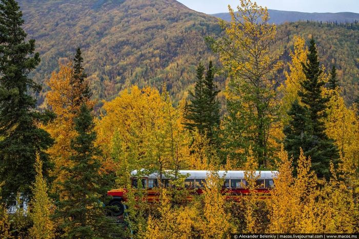 Инструкция, как выжить на Аляске (14 фото)