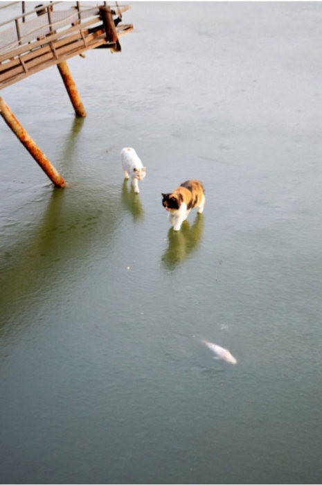 Коты в замешательстве, лед помешал им добраться до рыбы (10 фото)