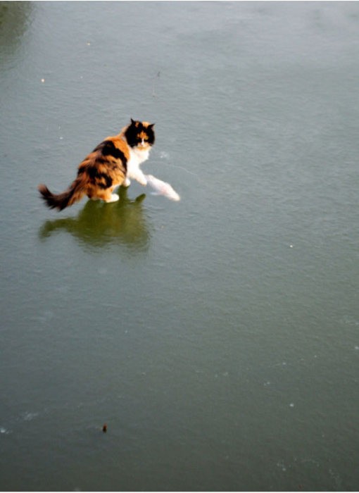 Коты в замешательстве, лед помешал им добраться до рыбы (10 фото)