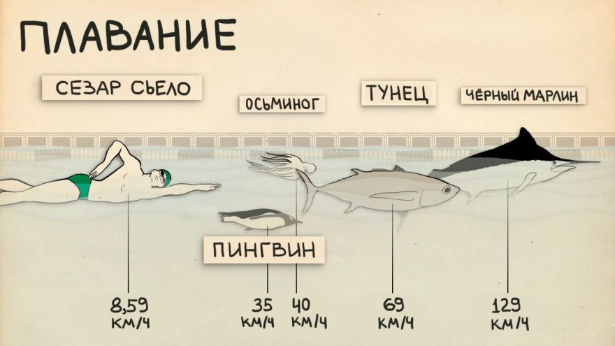 Cпортсмены против представителей животного мира (4 фото)