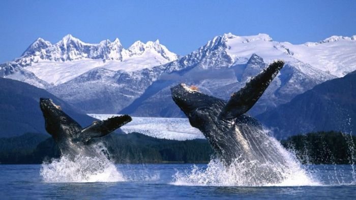 История спасения китов, объединившая непримиримых соперников (5 фото)