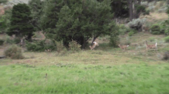 Cпасение одного олененка (9 фото + видео)