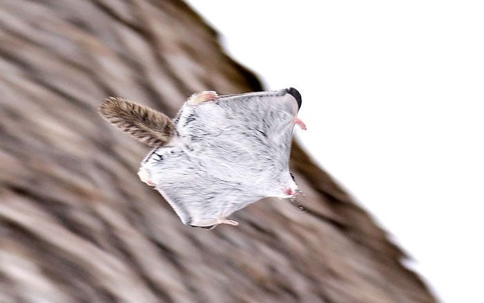 Необыкновенно милые белки-летяги (12 фото)