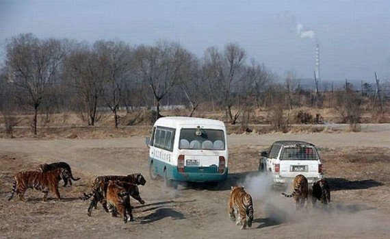 В Китае популярен аттракцион с тиграми  (5 фото)