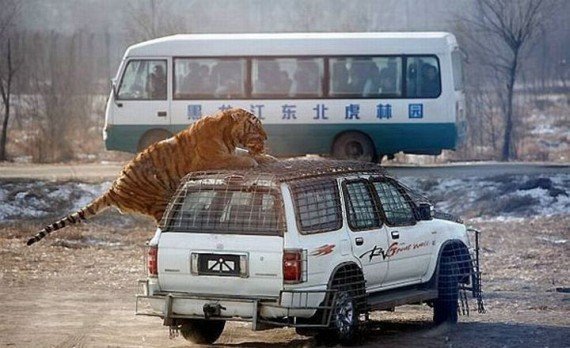 В Китае популярен аттракцион с тиграми  (5 фото)