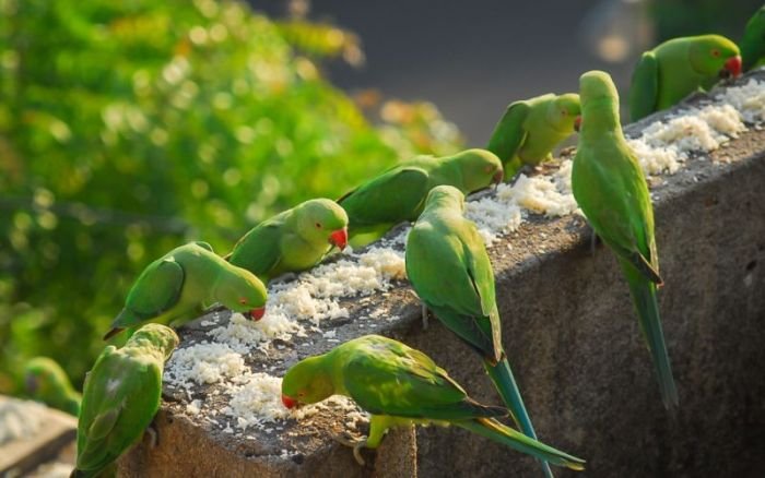 Столовая для 4000 попугаев (9 фото)