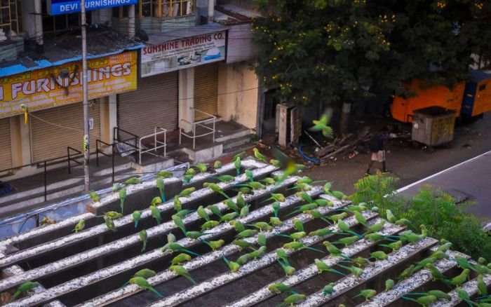 Столовая для 4000 попугаев (9 фото)