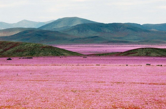 В пустыне Атакама появились цветы, окрасившие ее в розовый цвет (14 фото)
