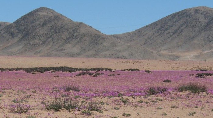 В пустыне Атакама появились цветы, окрасившие ее в розовый цвет (14 фото)