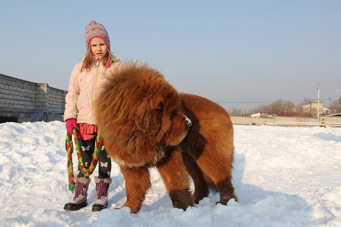 «Тибетские львы», Или как собаки породы мастиф попали из Тибета в Казахстан