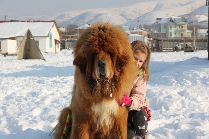 «Тибетские львы», Или как собаки породы мастиф попали из Тибета в Казахстан