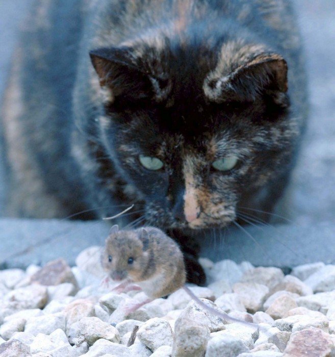 Кот поиграл с мышью и потом отпустил (14 фото)