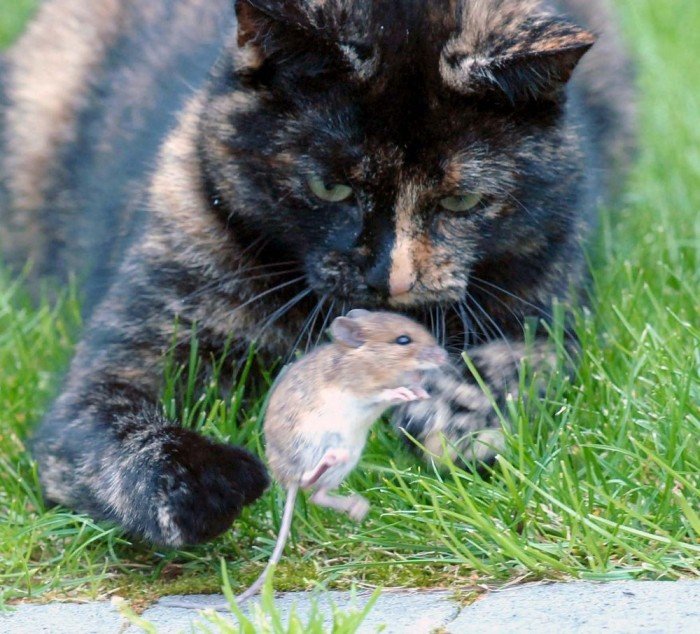 Кот поиграл с мышью и потом отпустил (14 фото)