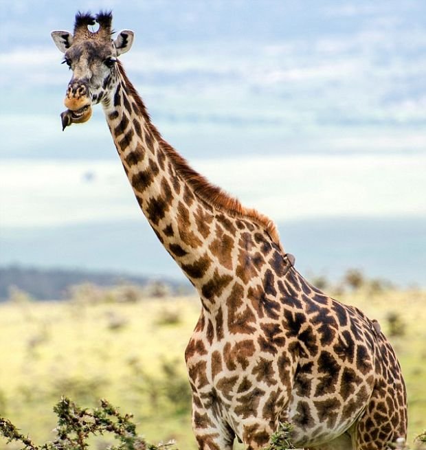 «Пернатый стоматолог» осматривает полость рта жирафа (6 фото)