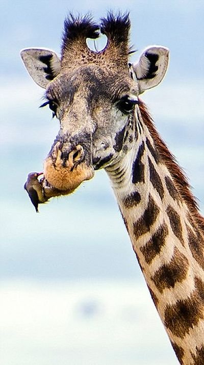 «Пернатый стоматолог» осматривает полость рта жирафа (6 фото)