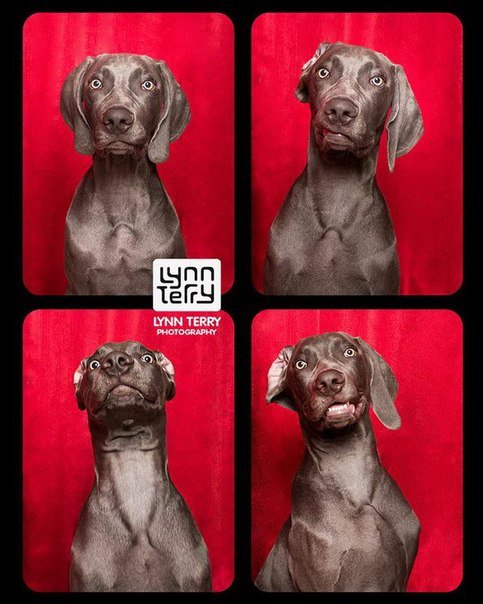 Серия забавных фотографий собак в фотобудке