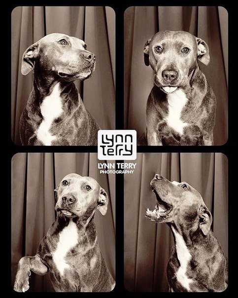 Серия забавных фотографий собак в фотобудке