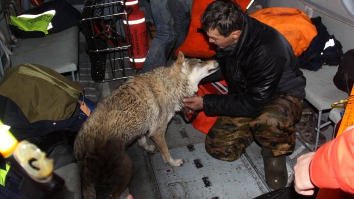 Спасение охотника и его собаки, которых унесло в открытое море (3 фото)