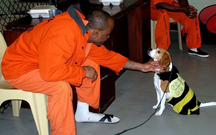 Заключенным разрешили брать на воспитание бездомных собак в одной из тюрем США (7 фото)